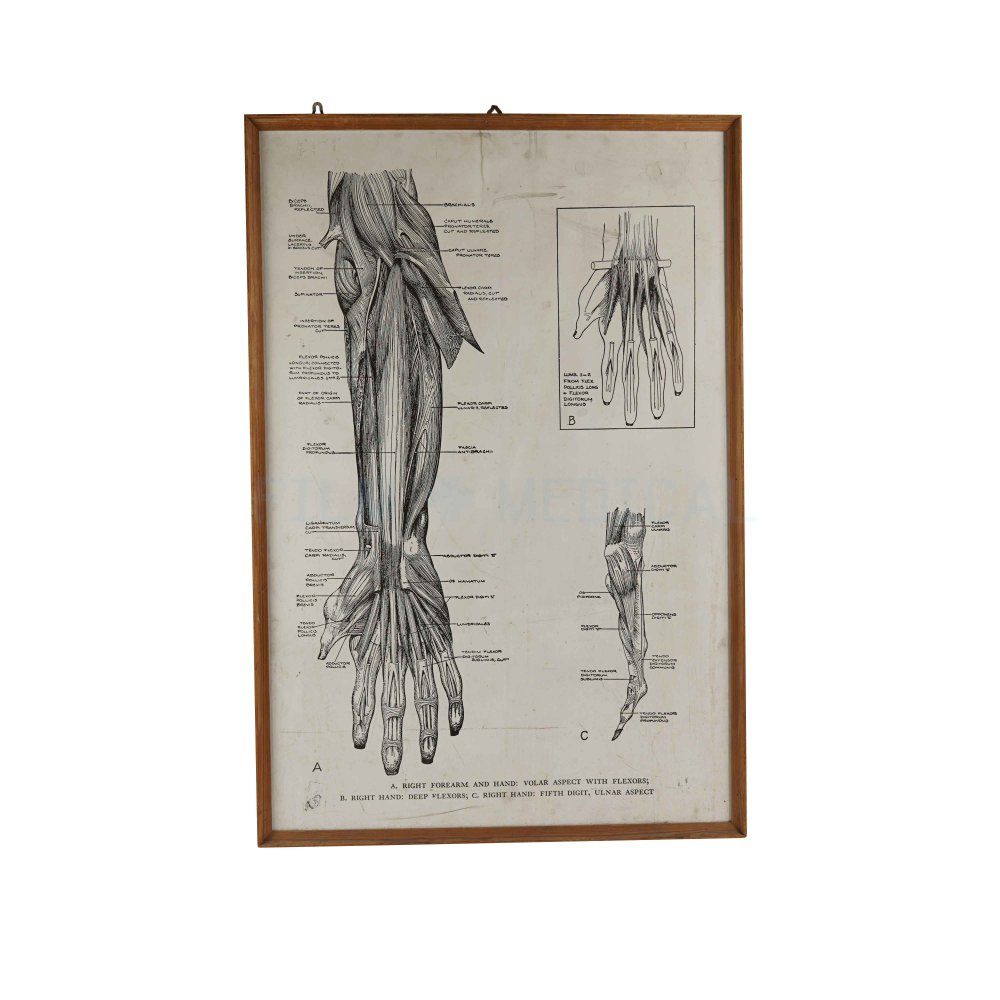 Primate Forearm Poster 75x110 FILM MEDICAL